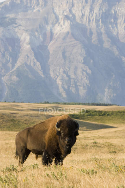 Buffalo em Rocky Mountain Foothills — Fotografia de Stock