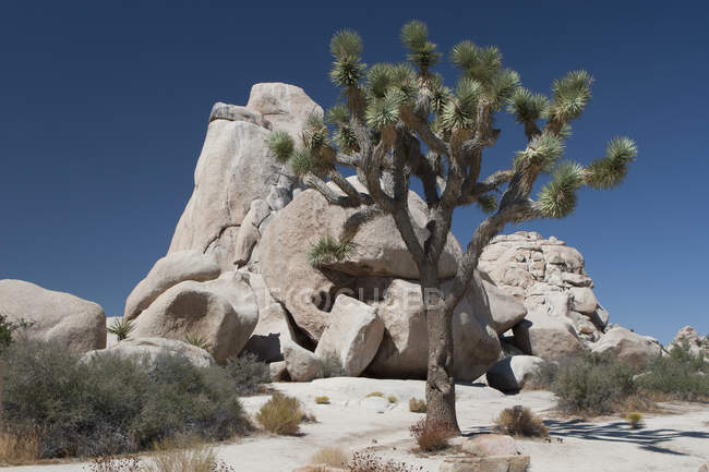 Árvore de Yucca no deserto, Califórnia — Fotografia de Stock