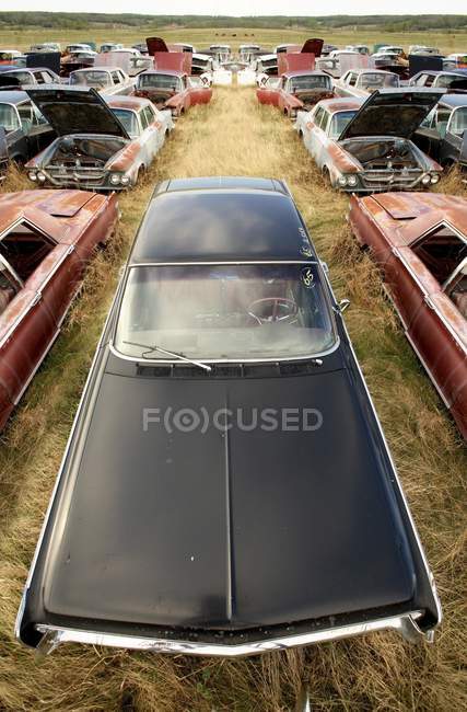 Showy carro no campo — Fotografia de Stock