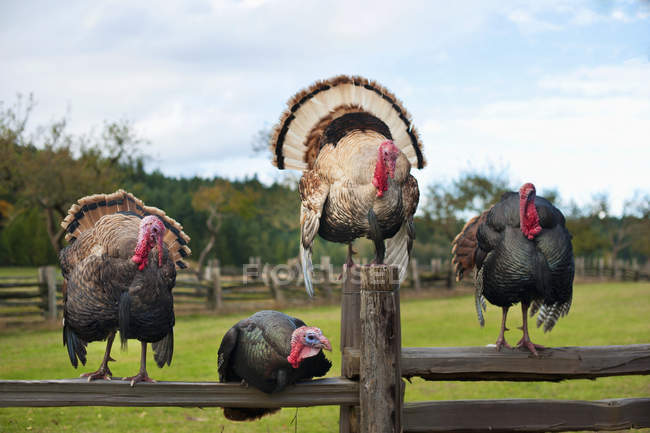 Four Turkeys Sitting — Stock Photo