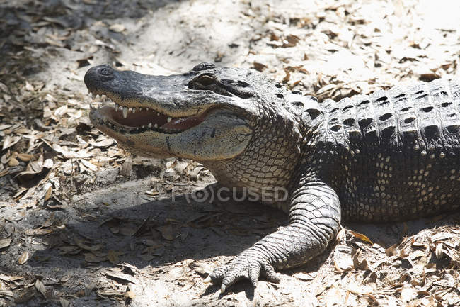 Alligator mit geöffnetem Kiefer — Stockfoto