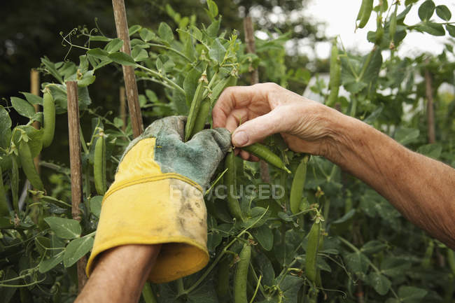 Person Hands Picking Peas — Stock Photo