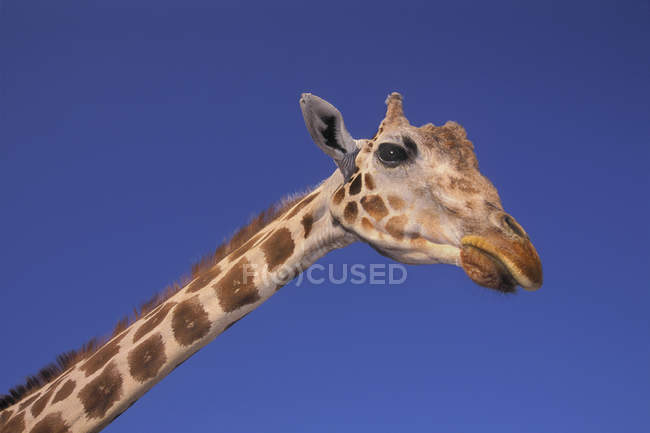 Masai Giraffe, Serengeti, Africa — Stock Photo