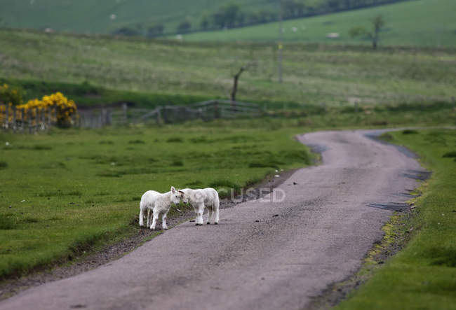 Two Lambs Standing Together — Stock Photo