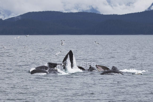 Горбатые киты плавают — стоковое фото