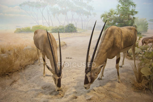 Antelope With Their Heads Dow — Stock Photo