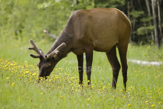 Elk Grazing en flores silvestres - foto de stock