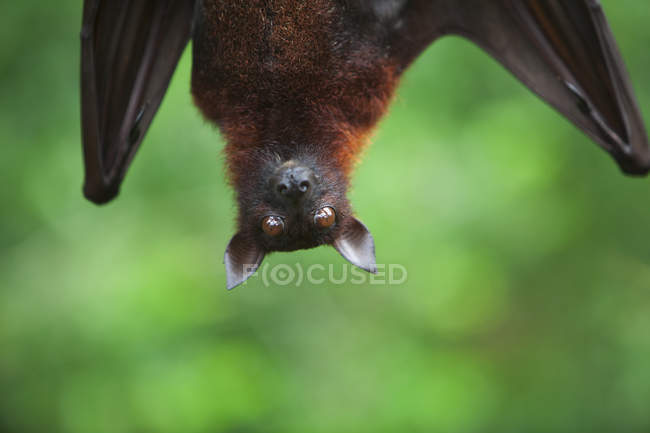Morcego raposa voadora — Fotografia de Stock