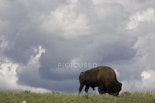 Búfalo en las estribaciones de las montañas rocosas - foto de stock