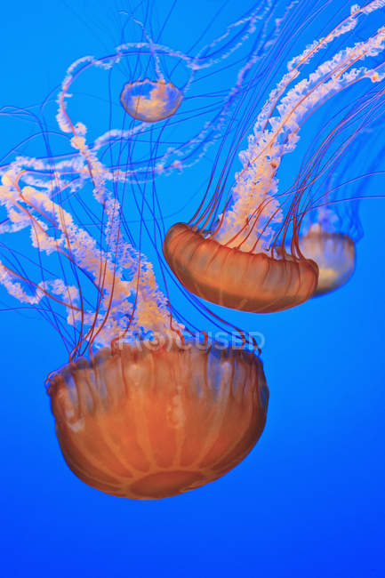 Sea Nettles swimming — Stock Photo