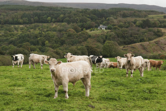 Vacas em pé na grama — Fotografia de Stock