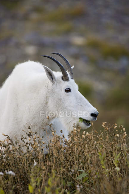 Mountain Goat Perto de Logan Pass — Fotografia de Stock
