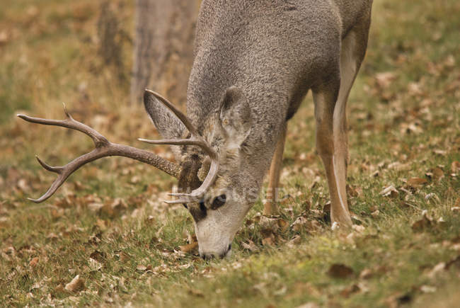 Mule Deer Buck Grazing On Grass — Stock Photo