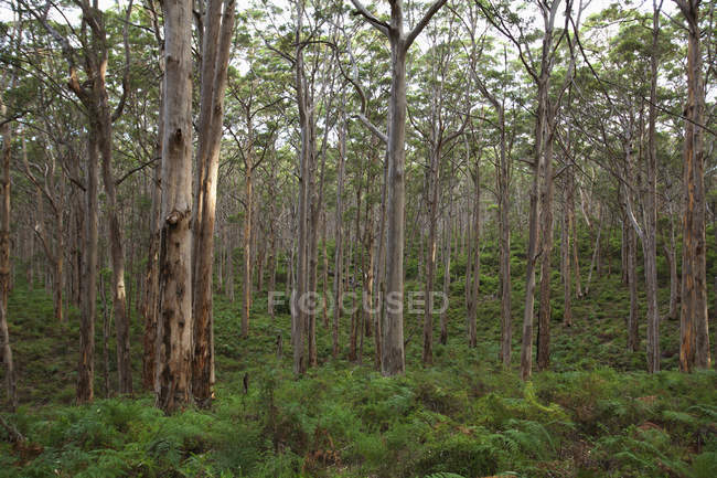 Árboles de Karri en el bosque Boranup - foto de stock