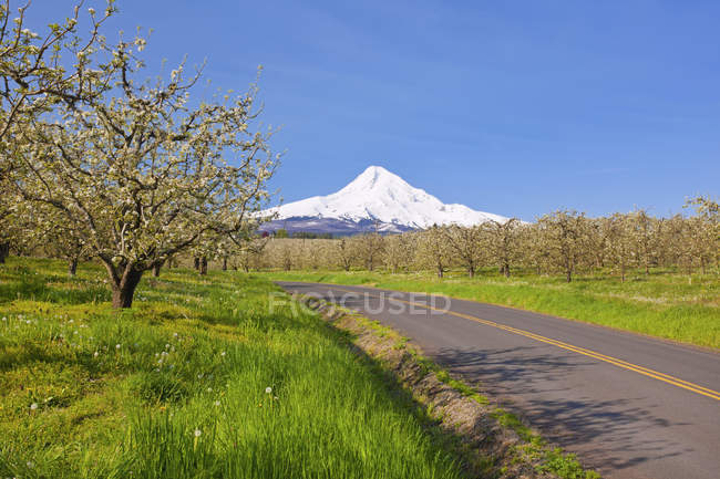 Mount Hood And Spring Blossoms — Stock Photo