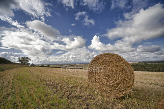 Hay Bale sentado em um campo — Fotografia de Stock