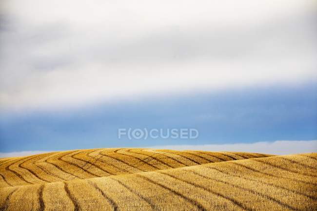 Linhas em um campo colhido — Fotografia de Stock
