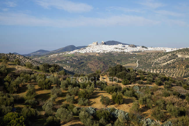 Olivenbäume in der Nähe von olvera — Stockfoto