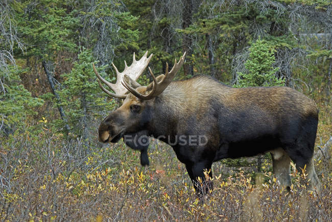 Moose standing In Forest — Stock Photo