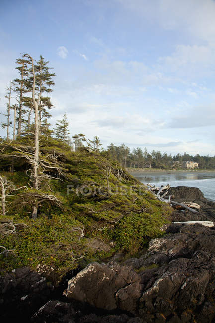 Árvores e praia em Cox Bay — Fotografia de Stock