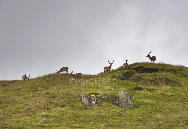 Hirsche grasen auf Hügel — Stockfoto