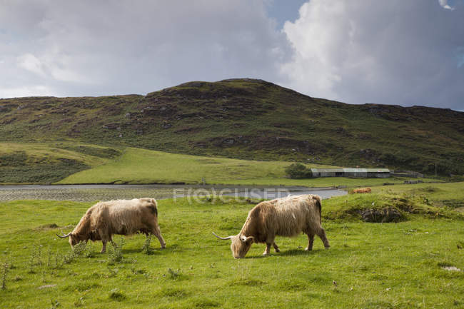 Две коровы пасутся в поле — стоковое фото