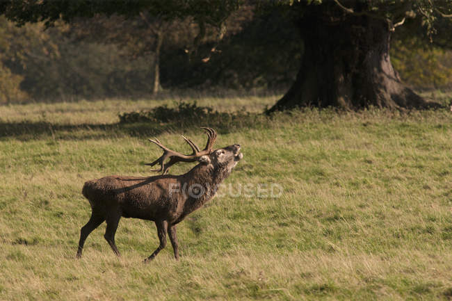 Cervo in posizione sul campo — Foto stock