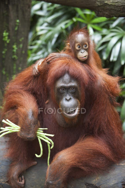 Madre Orangután come verduras - foto de stock