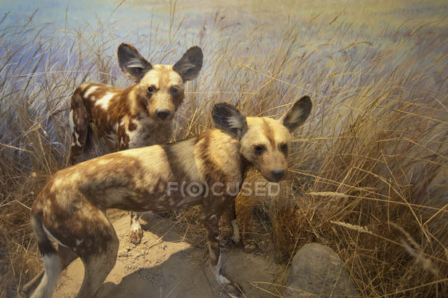 Duas hienas em pé na grama — Fotografia de Stock
