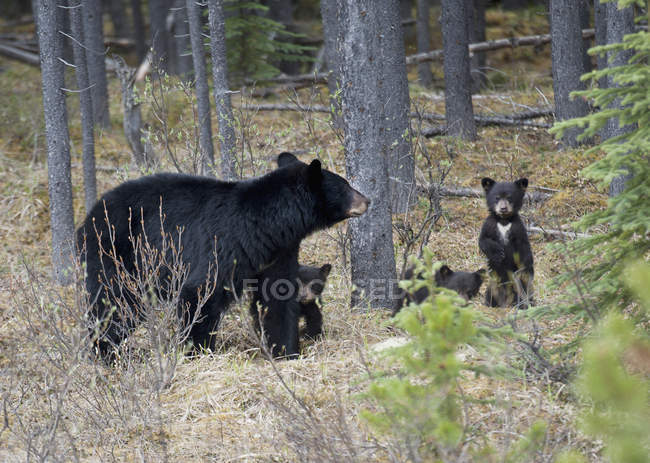 Un orso nero con cuccioli che camminano — Foto stock