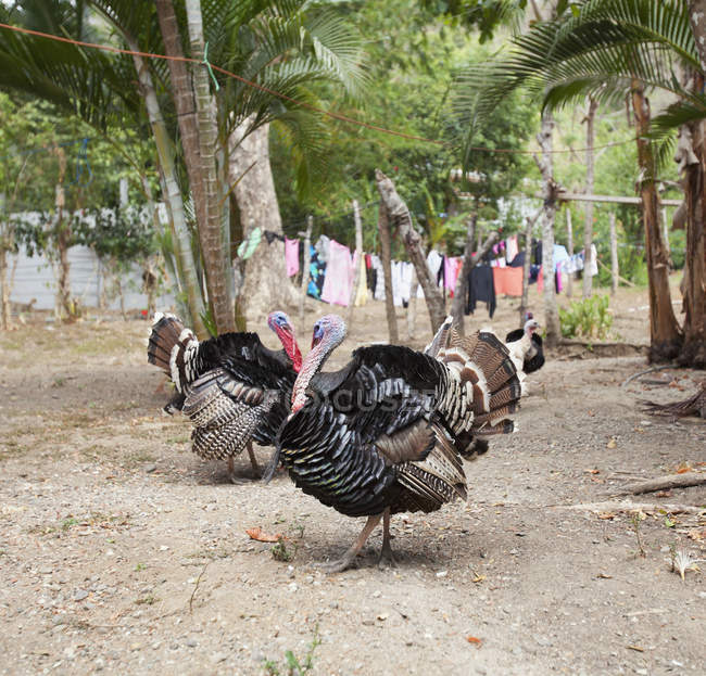 Turkeys In  Backyard among trees — Stock Photo