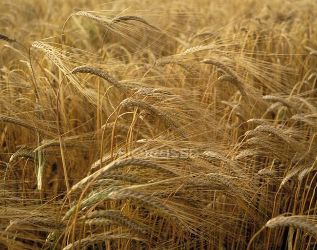 Barley Field during daytime, — Stock Photo