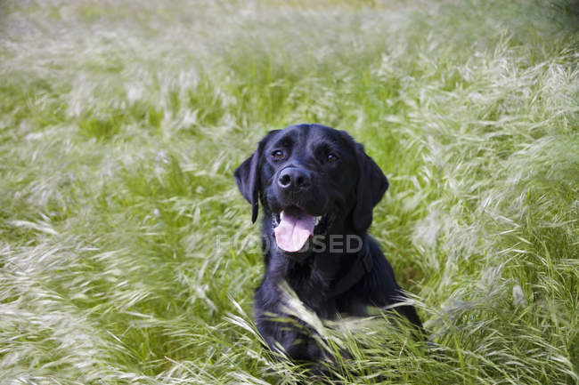 Собака лежить в довгій траві — стокове фото