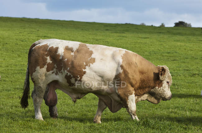 Vache solitaire dans le champ — Photo de stock