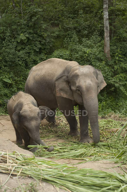 Elefanti asiatici contro gli alberi — Foto stock