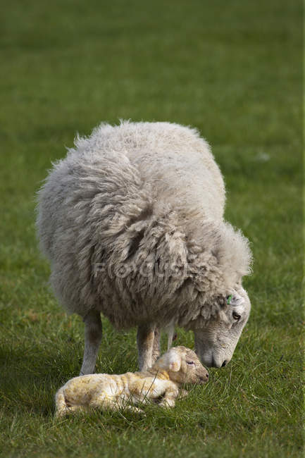 Овца с ягненком — стоковое фото