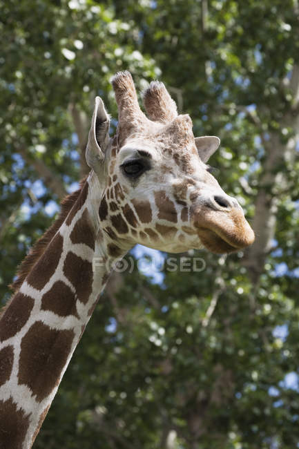 Giraffenkopf und Gesicht — Stockfoto