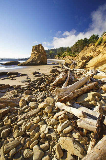 Rocce e legni alla deriva a bassa marea — Foto stock