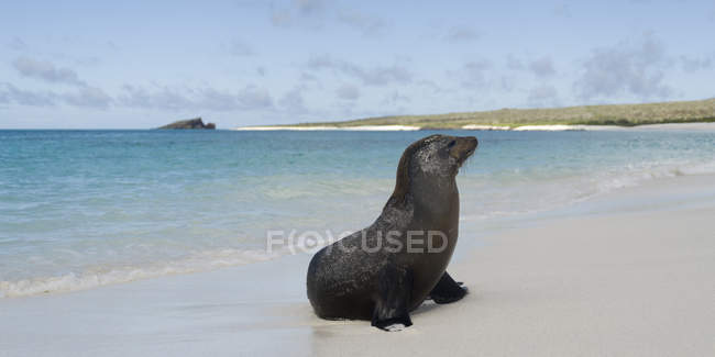 Sea Lion against water — Stock Photo