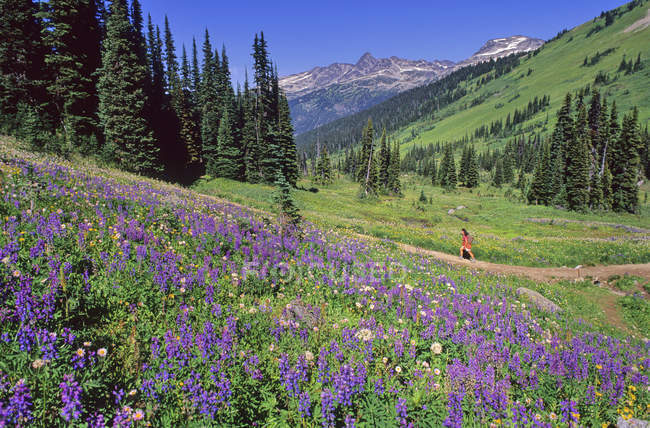 Female Hiker Walks Trail — Stock Photo