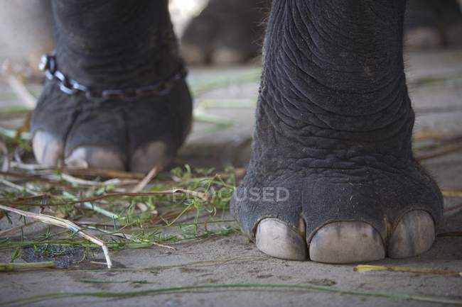 Слон ноги стоячи — стокове фото
