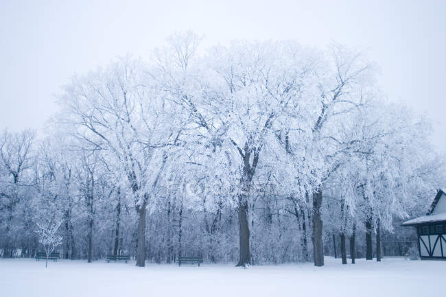 Parque en invierno con árboles en la nieve - foto de stock