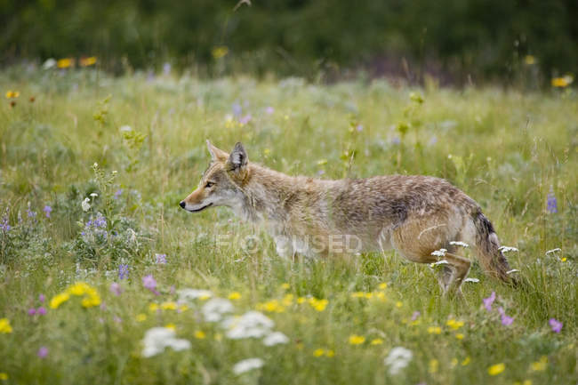 Coyote caminando en el campo - foto de stock