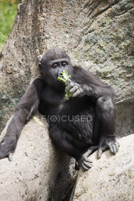 Bébé gorille assis sur rochers — Photo de stock