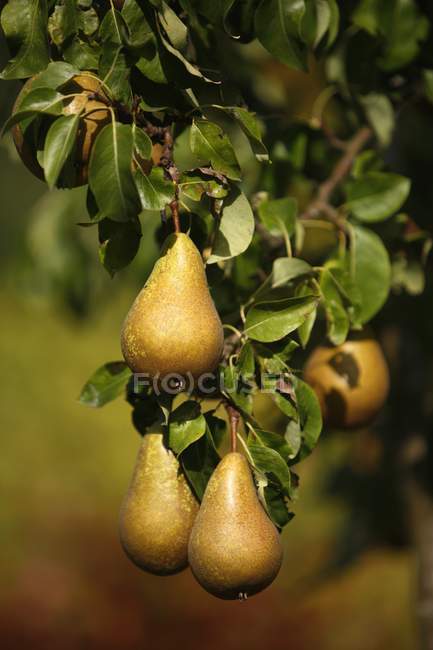 Вирощування груш на дереві — стокове фото