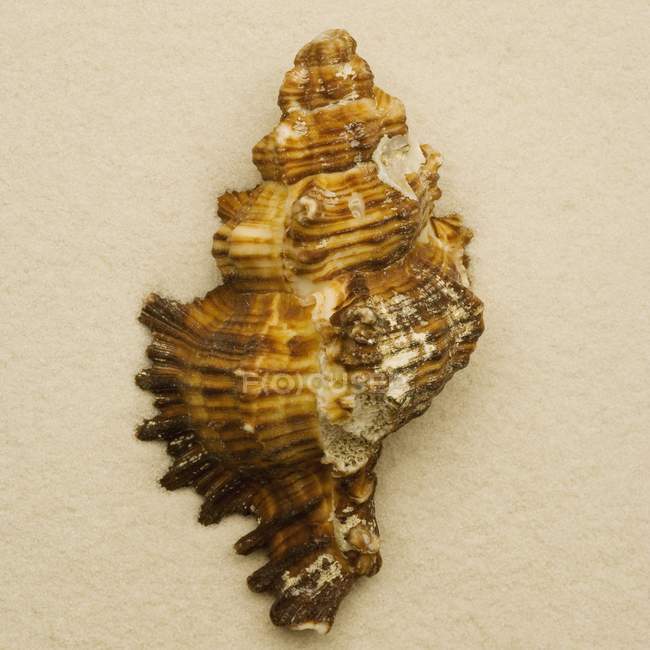 Маленький красочный Seashell — стоковое фото