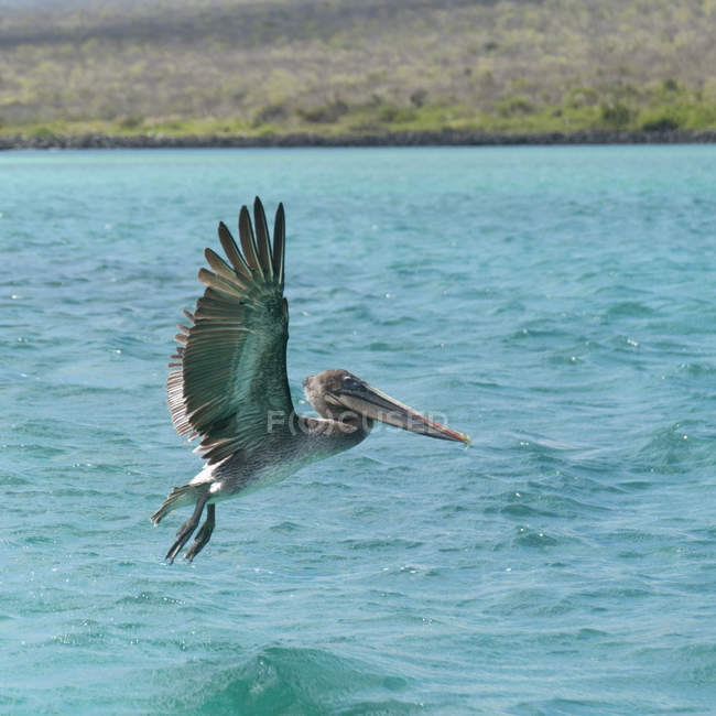 Пеликан в полете над водой — стоковое фото