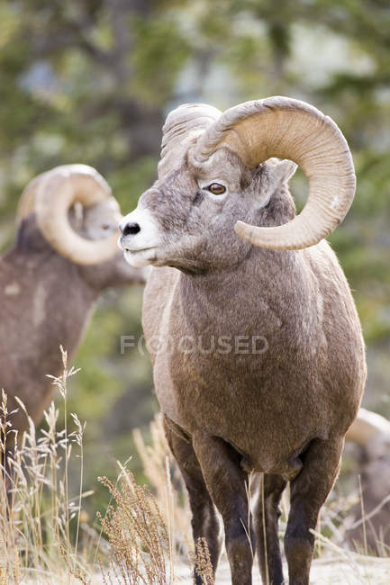 Carnero de oveja Bighorn - foto de stock