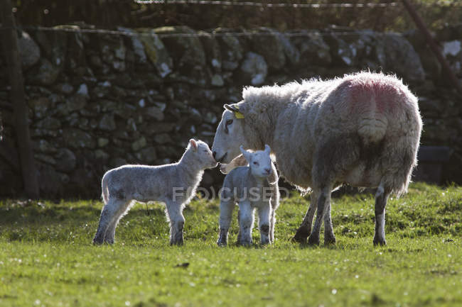 Sheep And Two Lambs — Stock Photo