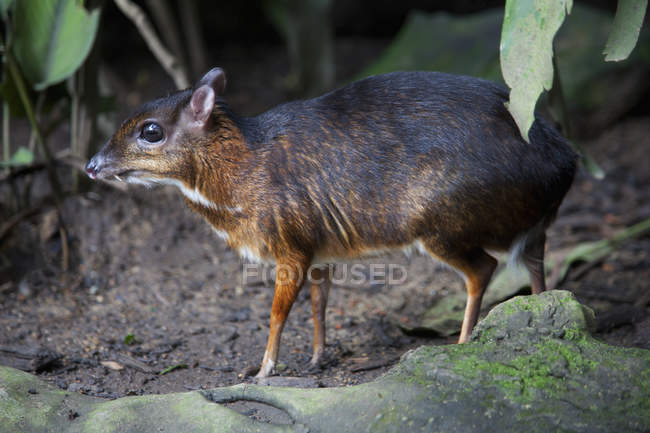 Азіатський миші оленів — стокове фото